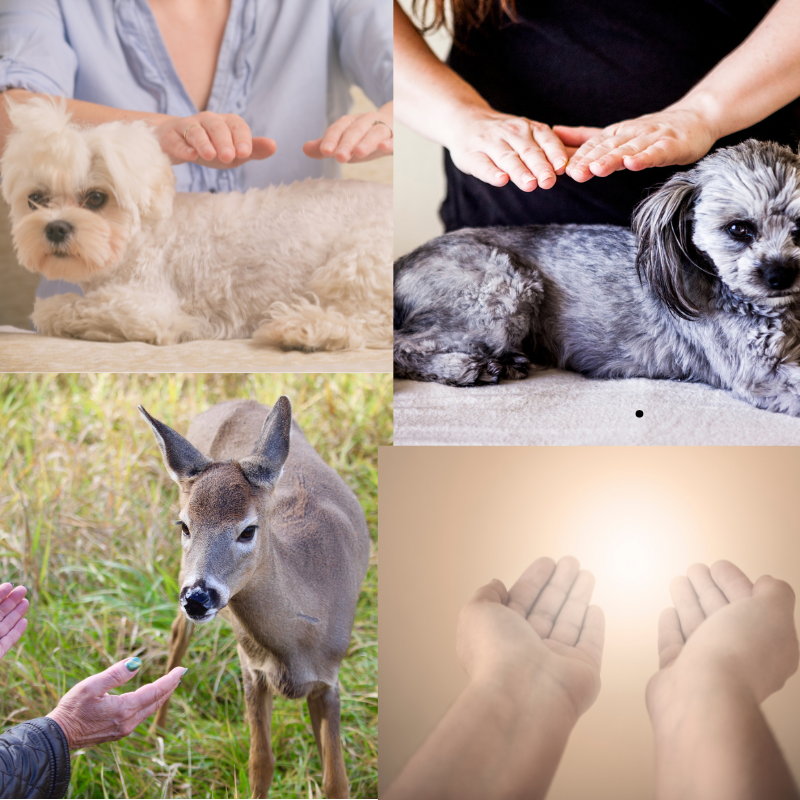 Soin énergétique pour animaux à distance combinant Reiki, Magnétisme et Runes par Delphine - Créations Serpentine